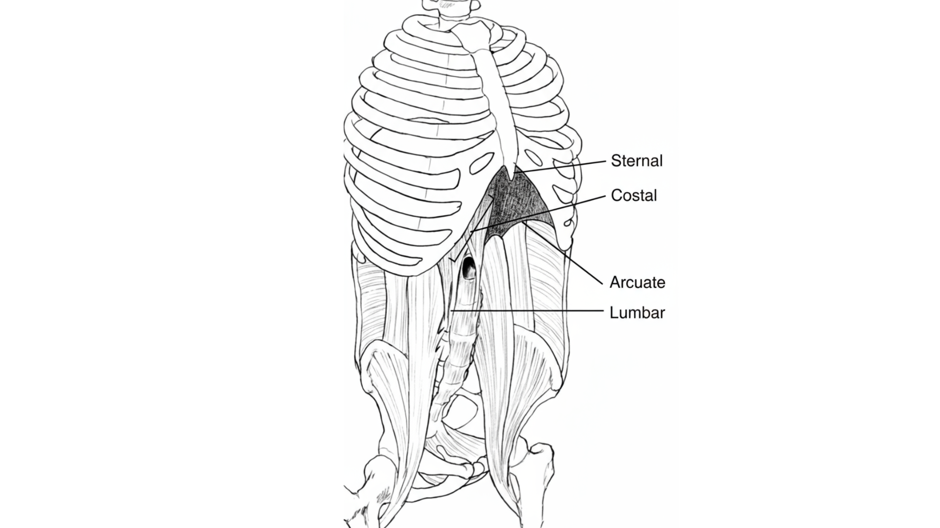 The diaphragm and its role in breathing