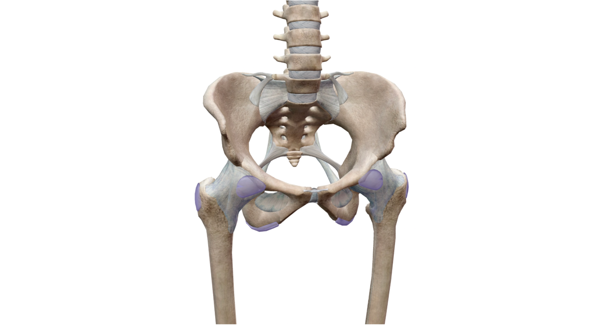 The hip joint showing femur head in socket