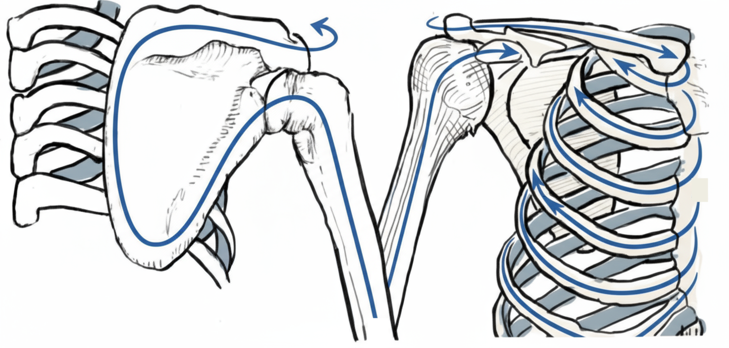 The scapula showing how force travels through shoulder bones